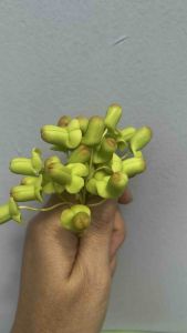 Nụ hoa lan 1 bó 25 cái