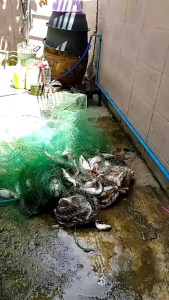 แหฟิชจัง​ รุ่นใหม่ แหฝรั่ง 2025 ขนาด6ศอก3เซน เอ็นเขียว เพลาโซ่ดำแบบยาว ไม่มีจาน