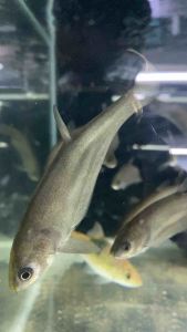 Bronze Featherback/Freshwater/Readystock/Ornamental Fish/Freshwater Fish