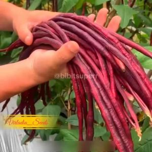 [Virladia Seeds] Biji Benih tanaman Kacang Panjang Merah