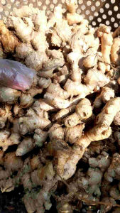 jahe gajah super 1kg / Jahe gajah segar 1 kg / jahe bersih dari tanah / Jahe segar