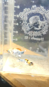 อุปกรณ์ตกแต่งตู้🐠 น้อง RH ไซต์ขุน 2 หน่วย แดงๆ ไม่ได้ใช้ไฟไม้น้ำครับ อายุ 1.5 เดือน ความยาว 1.5cm  สอบถามเพิ่มเติมได้ครับ