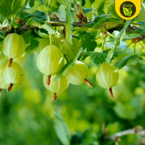 Binhi cape gooseberry fruit plant 100 seeds for planting