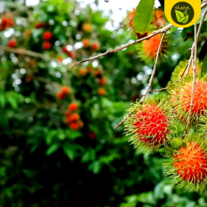 rambutan fresh leaves 10 pcs