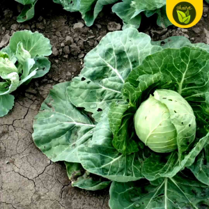 100 Seeds for Planting Binhi Pantanim Cabbage Repolyo