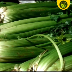 Binhi Pantanim Celery Tall Herb for Planting 50+ Seeds