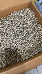 Kapulaga Kering 1kg Kapulaga Jawa Asli Premium