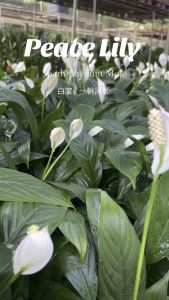 TKL - Peace Lily Spathiphyllum Mojo with White Flower Plant 白掌