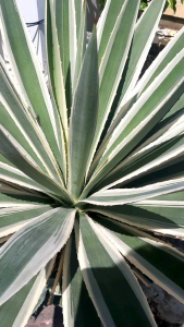 Tanaman Hias Agave Singklok & Mahkota King: Pilihan Ideal untuk Remaja