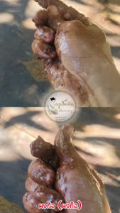 ผงก้อ (ผงก๊อ) บรรจุถุงซิปล็อคอย่างดี เกรด A