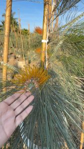 สนเกลวิเลียสีส้มเม่น Grevillea pteridifolia(ทาบ)สูง80-100ซม.กด1ต้นต่อ1ออเดอร์