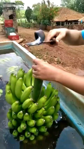 alat sisir pisang dengan cepat