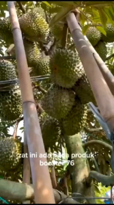 Pupuk Booster 76 Kemasan 250ml Pupuk Organik Pelebat Penyubur Buah