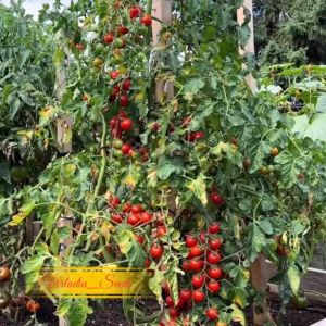 [Virladia Seeds] Biji Benih tanaman Tomat Cherry Merah