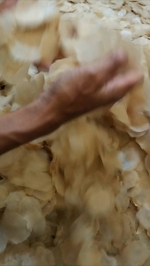 EMPING MELINJO ASLI LIMPUNG SIAP GORENG 500GR (PROMO)