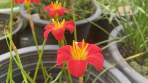 ถุงหัวดอกบัวดิน Pride of Singapore หัวละ 15 บาท