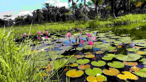 5pcs Bunga Teratai Fresh Termurah