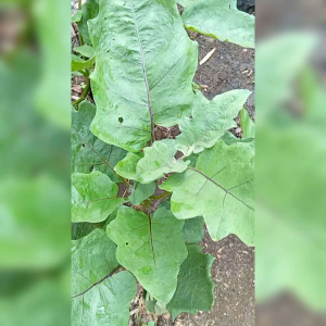 100 BIJI BENIH TERONG UNGU PONDOH BONDAN BESAR