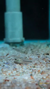 Pygmy Cory (Corydoras pygmaeus) Freshwater Nano Tank Decorative Bottom Dweller Aquarium Fish