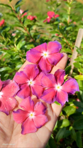 VINCA OFFGRID HIDAYAH BIJI BENIH 100++ BIJI MIX N RANDOM FRESH HARVEST