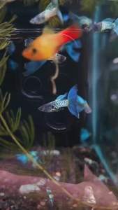 Metal Blue Lace Guppy Fish Freshwater Decorative Nano Fish