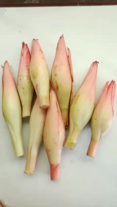 Kincung Honje Kecombrang Bunga Rias Segar & Fresh 500 Gram