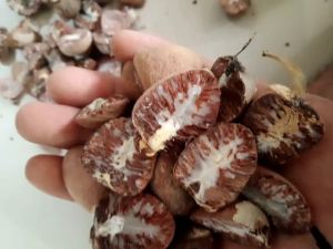 Manfaat Buah Pinang Tua Kering & Obat Herbal Tradisional