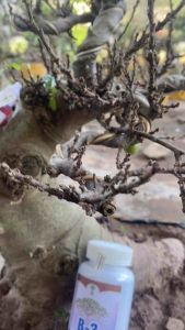 Thuốc kích sung ra quả h1 b3 Thuốc Kích Thích Sinh Trưởng Cây Trồng Nông Nghiệp Xanh 250Ml - Lazada