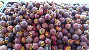 Manggis Kampung Padu ( mangosteen)