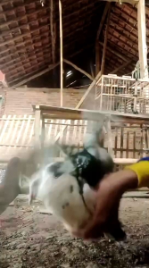 JAMU MERPATI RAHWANA KOLONG BALAP TOMPRANG 100 BUTIR