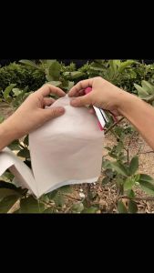 ถุงห่อฝรั่งแบบสำเร็จรูป ใช้ได้ทั้งมัดและแม็ค ถุงเจาะรูสำเร็จรูปจากโรงงานใช้งานง่าย สะดวก  กันเเดดและฝน ขนาด 6x12