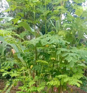 BIJI | BENIH POHON KELOR SIAP TANAM