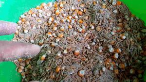 เหยื่อล่อหนูนา ถุงครึ่งกิโล ใช้งานได้ดีเยี่ยม อ่อยหนูนา