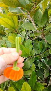 新品挂饰橘子🍊 ✅ 可挂树 ✅ 做花盆装饰 ✅ 做摆饰