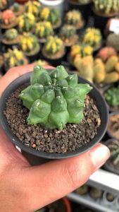 Kaktus Langka Gymnocalycium Kiko Ball Type Free Pot