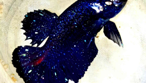 avatar Gordon satu pasang