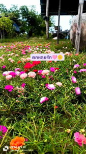 แพรเซี่ยงไฮ้ คละสี (125 กิ่ง )ตัดสด สวยๆอวบๆ  กิ่งแพรเซี่ยงไฮ้ คุณนายตื่นสาย