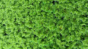 แหนแดง  (1 กิโลกรัม) พันธุ์แหนแดง อะซอลล่า ไมโครฟิลล่า