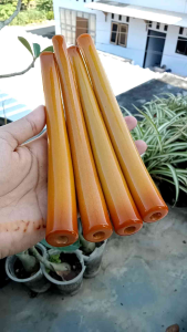 once pipa Sri gading serbuk gading 9 model bulat lengkung B100