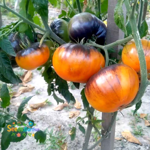 10 BUTIR BIJI/BENIH TANAMAN TOMAT JUMBO AFTERNOON DELIGHT.