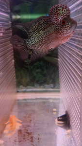 NEW 3.5~4inch  VIP A Grade SHORT BODY Super Red BIG BOOM HEAD FLOWER HORN NICE FISH COMING... 3吋多4吋进口精品版短身鸿运超级红大蘑菇水头罗汉靓鱼...头超大...颜色红红！美👍