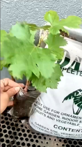 LOAM SOIL COCOPEAT 2KLS PAMPALAGO NG HALAMAN MABILIS MAG UGAT ANG ITATANIM PANG HALO SA LOAM SOIL