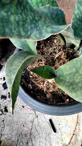 ต้นครีบปลาวาฬ  ไม้ฟอกอากาศ ไม้ประดับจัดสวน ลายสวย จัดส่งแบบห่อราก แยกต้น