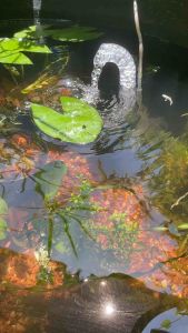 Pebbles and Sand for tank and pond 1kg
