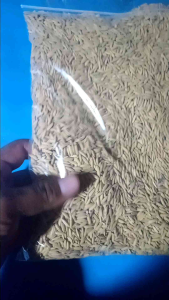 BENIH PADI UNGGUL CAKRABUANA 04 BERKUALITAS KEMASAN 1kg