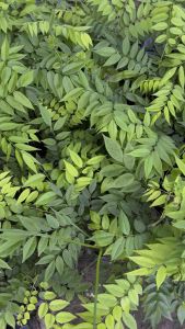 ต้นพยูงไหหลำ 1 ชุด 10 ต้น ต้นพยูงหอม ต้นฮวงฮวาลี สูง 15 cm ขึ้นไป