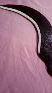 Celurit Silat IPSI Alat Peraga Latihan Beladiri Tunggal/Berpasangan Bahan Kayu