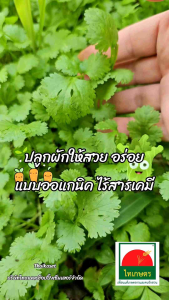 ปุ๋ยอินทรีย์ ออแกนิค ตราช่องาม สูตรบำรุงต้น เร่งดอก ผล ใช้ได้ทั้งต้นไม้ ผัก ไม้ดอก ไม้ประดับ ไม้ผล