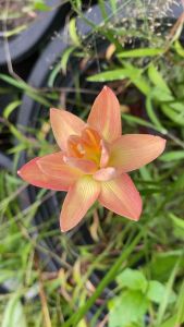 ธ.หัวดอกบัวดิน กรุงเก่า หัวละ 50 บาท