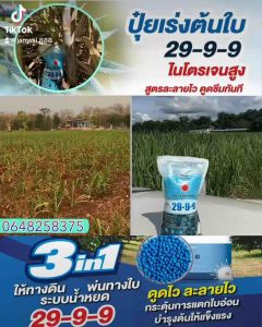ปูยเร่งใบ รากลำต้น 29-9-9 1kg กิโลกรัม ละลายน้ำ 100% รูปแบบ 29-9-9